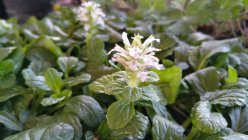 Ajuga reptans	'Alba' Roomav Akakapsas